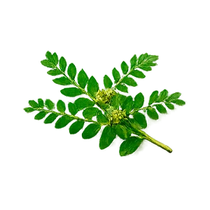 Proman — Phyllanthus amarus
